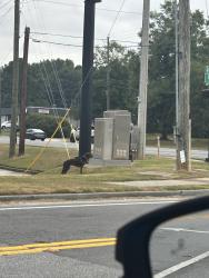 Found/Stray Unknown Dog last seen grayson hwy, Lawrenceville, GA 30046