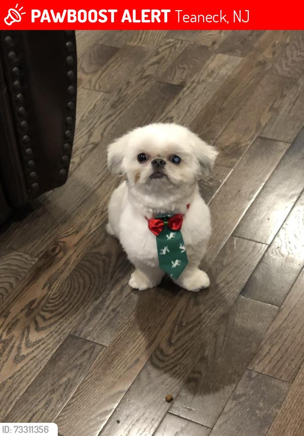 Lost Male Dog last seen Hawthorne elementary school, Teaneck, NJ 07666