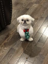 Lost Male Dog last seen Hawthorne elementary school, Teaneck, NJ 07666