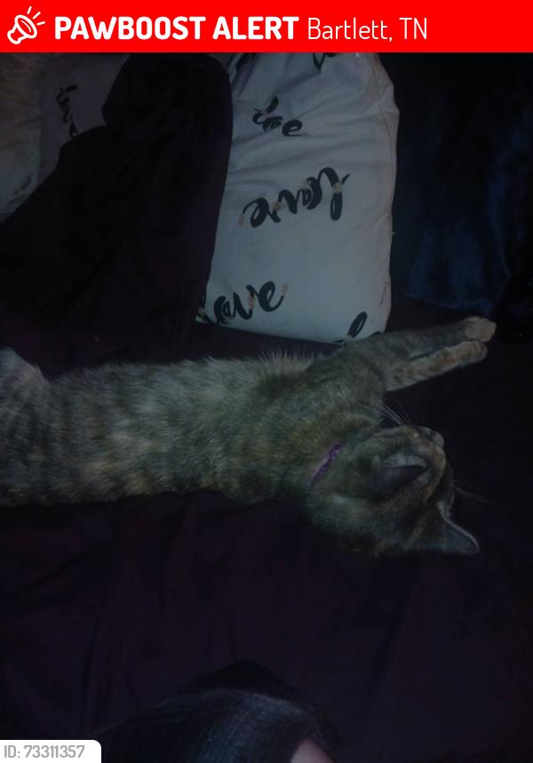 Lost Female Cat last seen Dawnhill and Robin hill, Bartlett, TN 38135