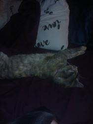 Lost Female Cat last seen Dawnhill and Robin hill, Bartlett, TN 38135
