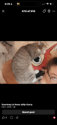 Lost Female Cat last seen Rivers rd, Fayette County, GA 30214