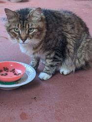 Found/Stray Unknown Cat last seen Margate Blvd and NW 79th St, Margate, FL 33063