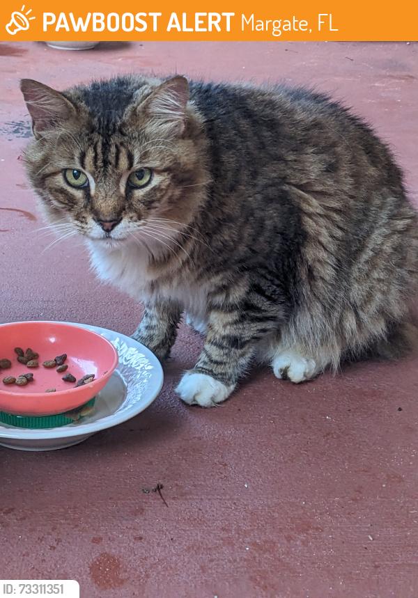 Found/Stray Unknown Cat last seen Margate Blvd and NW 79th St, Margate, FL 33063
