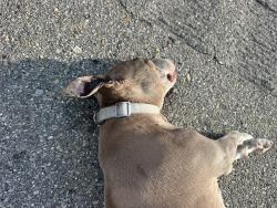 Found/Stray Female Dog last seen In between Spence and Wayne memorial on side of highway, Goldsboro, NC 27530