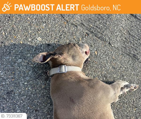 Found/Stray Female Dog last seen In between Spence and Wayne memorial on side of highway, Goldsboro, NC 27530