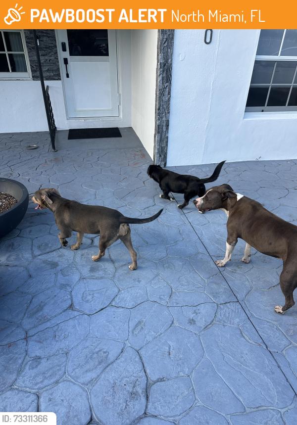 Found/Stray Unknown Dog last seen NE 14th ave, North Miami, FL 33161