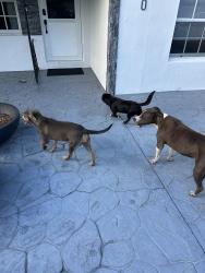 Found/Stray Unknown Dog last seen NE 14th ave, North Miami, FL 33161