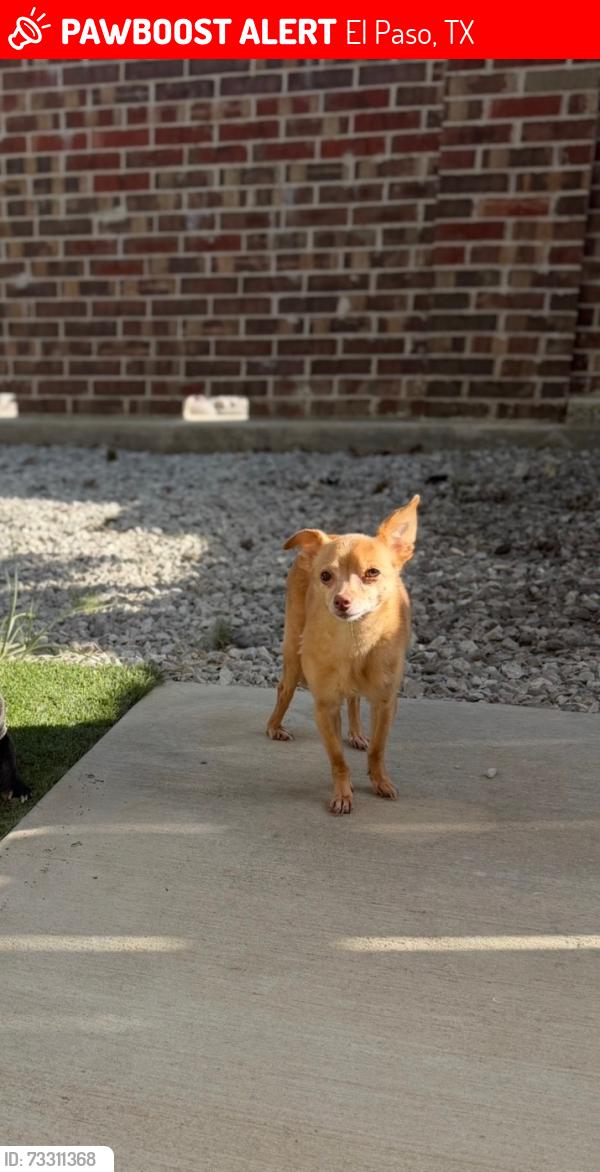 Lost Female Dog last seen The view at mission ridge, El Paso, TX 79928