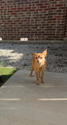 Lost Female Dog last seen The view at mission ridge, El Paso, TX 79928
