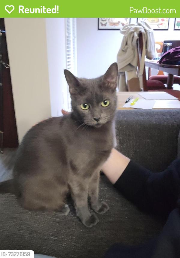 Reunited Female Cat last seen Intersection of Holcomb Bridge and Nesbit Ferry, Alpharetta, GA 30022