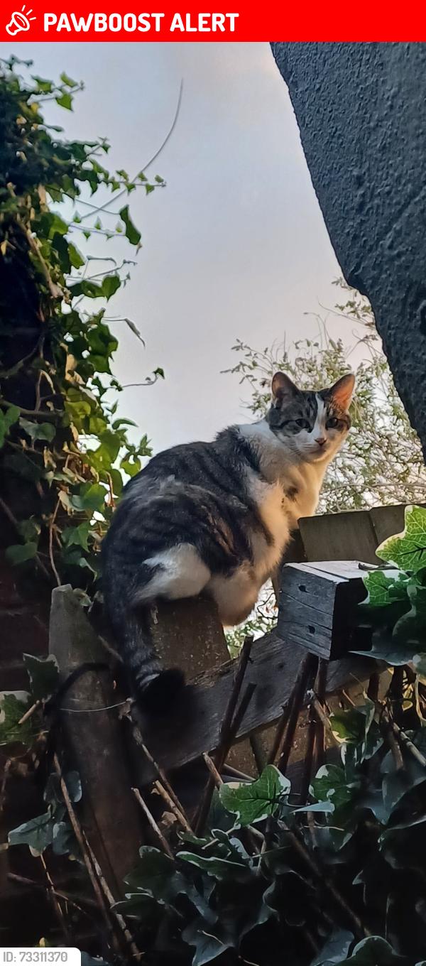 Lost Female Cat last seen Crittals corner, Greater London, England 