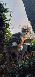Lost Female Cat last seen Crittals corner, Greater London, England 