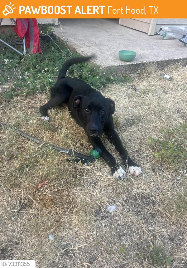 Found/Stray Male Dog last seen Travis Avenue, Fort Hood, TX 76544
