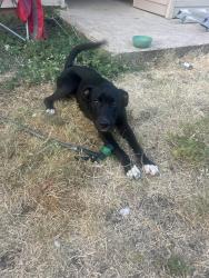 Found/Stray Male Dog last seen Travis Avenue, Fort Hood, TX 76544