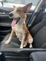 Found/Stray Female Dog last seen Grandview cemetery, Maryville, TN 37803