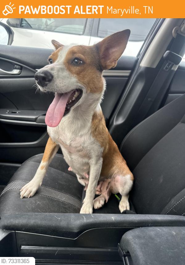 Found/Stray Female Dog last seen Grandview cemetery, Maryville, TN 37803