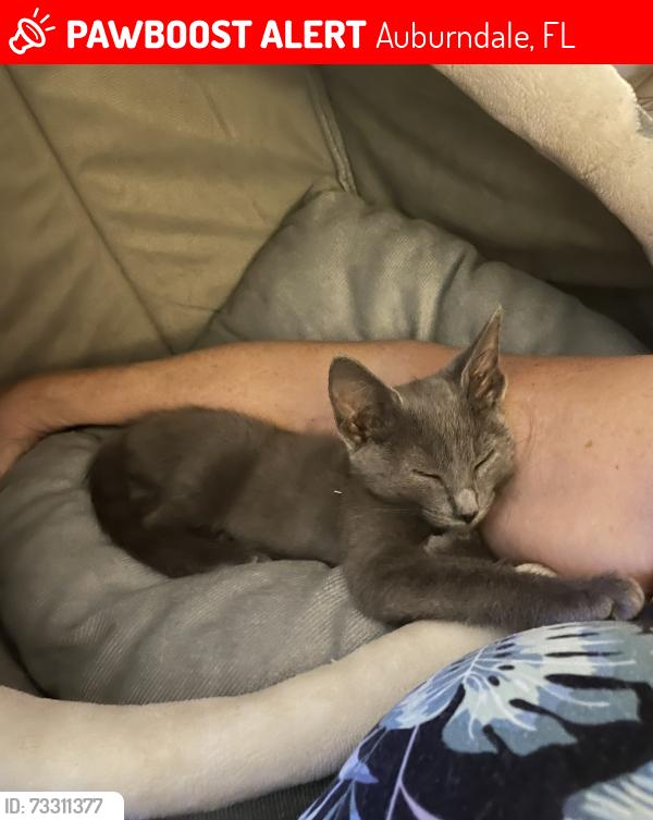 Lost Female Cat last seen Bolender Rd, Auburndale, FL 33823