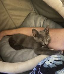 Lost Female Cat last seen Bolender Rd, Auburndale, FL 33823