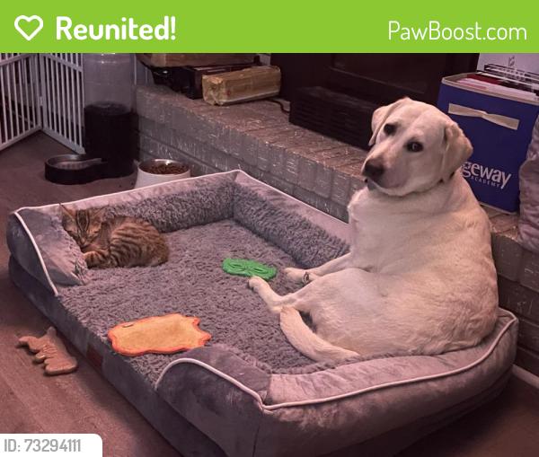Reunited Female Dog last seen Bend Rd and Salem Rd, Clarksville, TN 37040