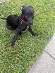 Found/Stray Male Dog last seen Inside the apmt, Houston, TX 77018