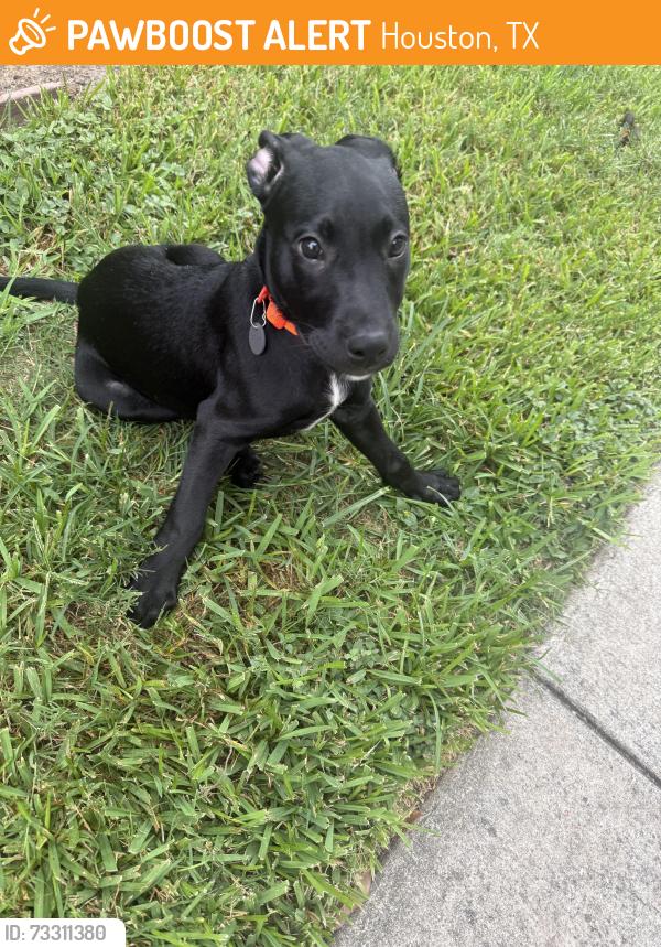 Found/Stray Male Dog last seen Inside the apmt, Houston, TX 77018