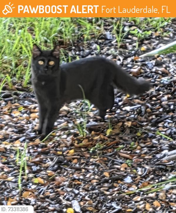Found/Stray Unknown Cat last seen Imperial Point hosp, Fort Lauderdale, FL 33308