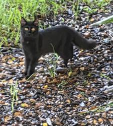 Found/Stray Unknown Cat last seen Imperial Point hosp, Fort Lauderdale, FL 33308