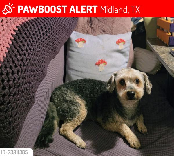 Lost Male Dog last seen Near Storey Ave, Midland, TX 79703
