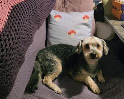 Lost Male Dog last seen Near Storey Ave, Midland, TX 79703