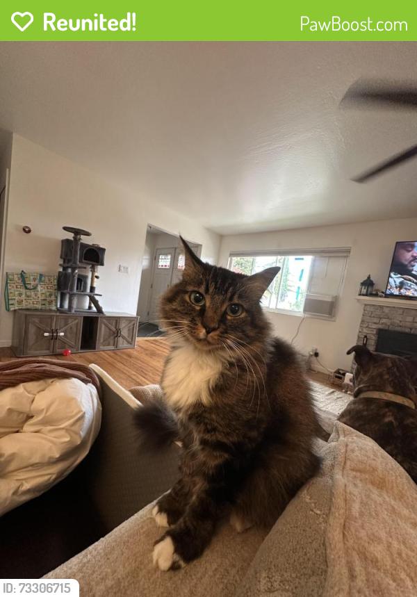 Reunited Female Cat last seen Near intersection of Hoen Ave and Cypress Way, Santa Rosa, CA 95405