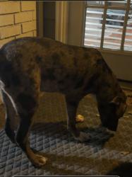 Found/Stray Male Dog last seen Reese, Appling, Memphis, TN 38133