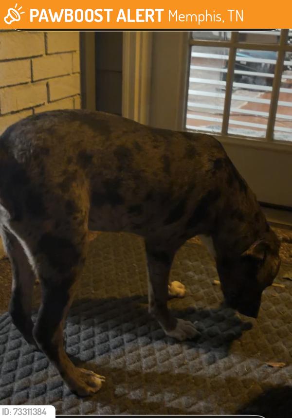 Found/Stray Male Dog last seen Reese, Appling, Memphis, TN 38133