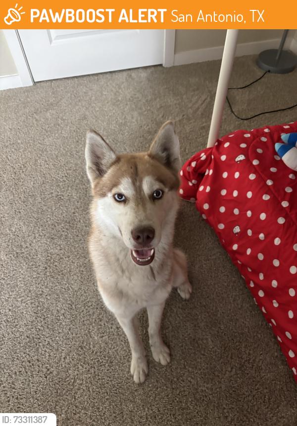 Found/Stray Male Dog last seen apmts, San Antonio, TX 78222