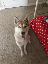 Found/Stray Male Dog last seen apmts, San Antonio, TX 78222