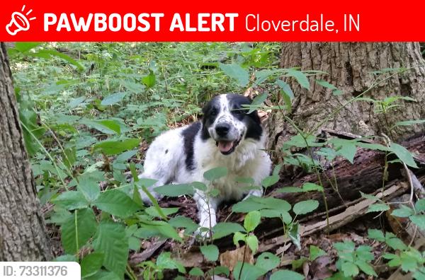Lost Female Dog last seen State rd 42 and 243 close to dollar general, Cloverdale, IN 46120