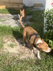 Reunited Unknown Dog last seen Jefferson and clifford, Beverly Hills, FL 34465