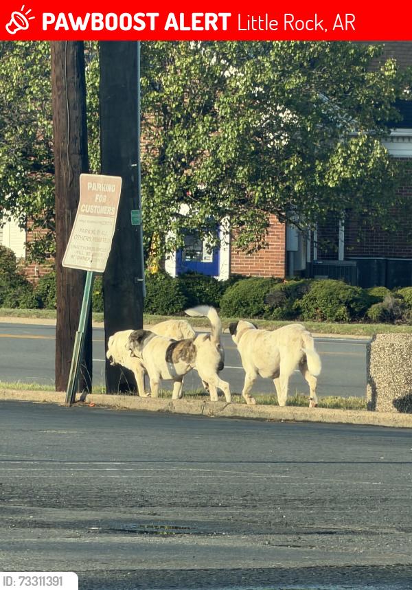 Lost Unknown Dog last seen By 10 box, Little Rock, AR 72209