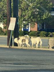 Lost Unknown Dog last seen By 10 box, Little Rock, AR 72209