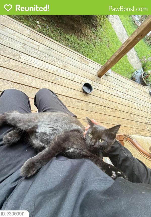 Reunited Male Cat last seen Battlewood dr, Kennesaw, GA 30152