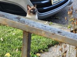 Found/Stray Unknown Cat last seen Oxford or Evangeline, Oshawa, ON 