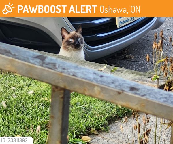 Found/Stray Unknown Cat last seen Oxford or Evangeline, Oshawa, ON 