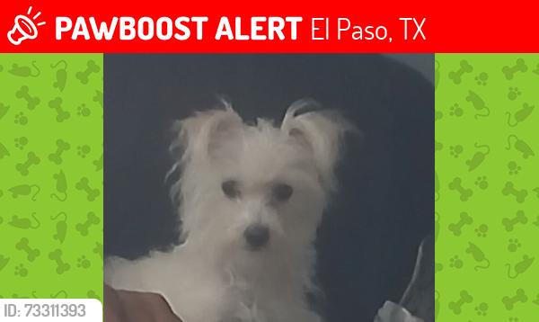 Lost Female Dog last seen Carousel DR near festival, El Paso, TX 79912
