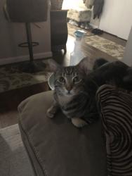 Lost Male Cat last seen Goldy Way And Baring Blv Pinewood, Sparks, NV 89434
