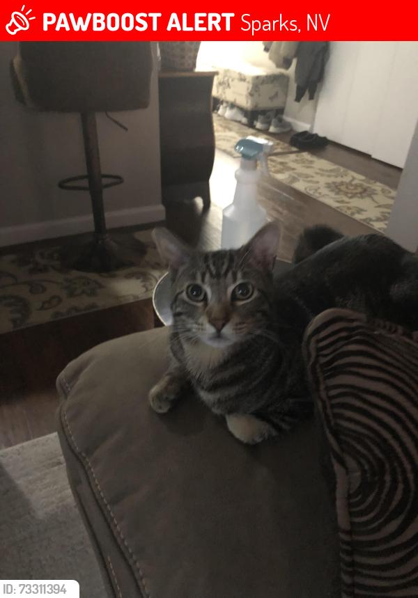 Lost Male Cat last seen Goldy Way And Baring Blv Pinewood, Sparks, NV 89434