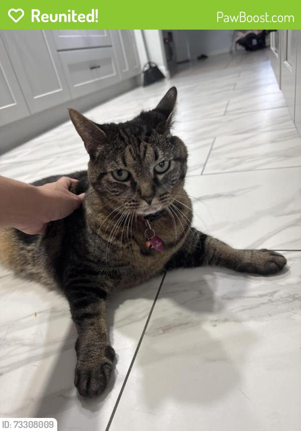 Reunited Female Cat last seen Coral bell ct, Azalea Park, FL 32807