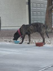 Found/Stray Male Dog last seen ............, El Mirage, AZ 85335