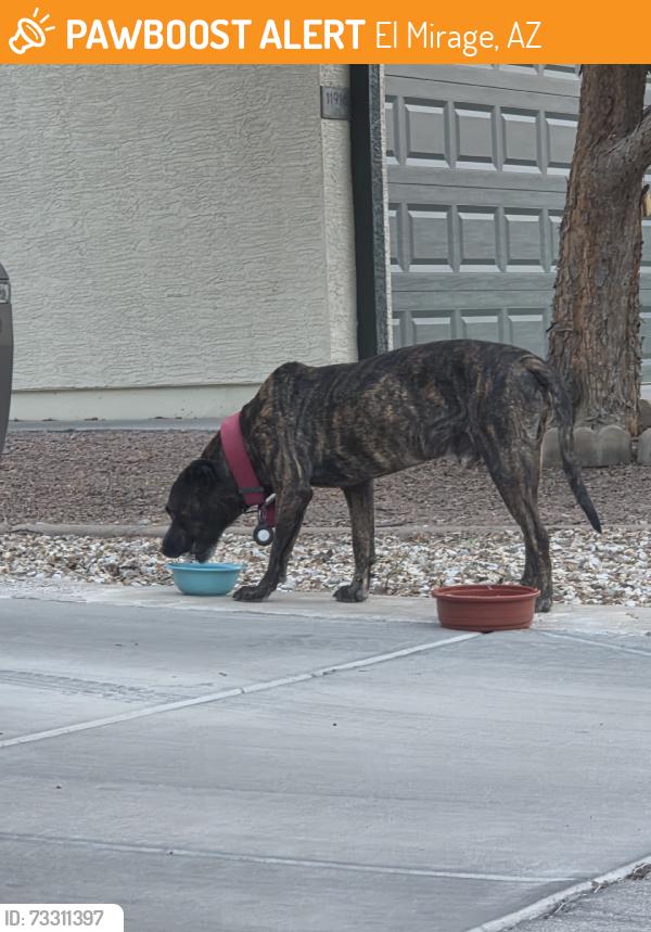 Found/Stray Male Dog last seen ............, El Mirage, AZ 85335