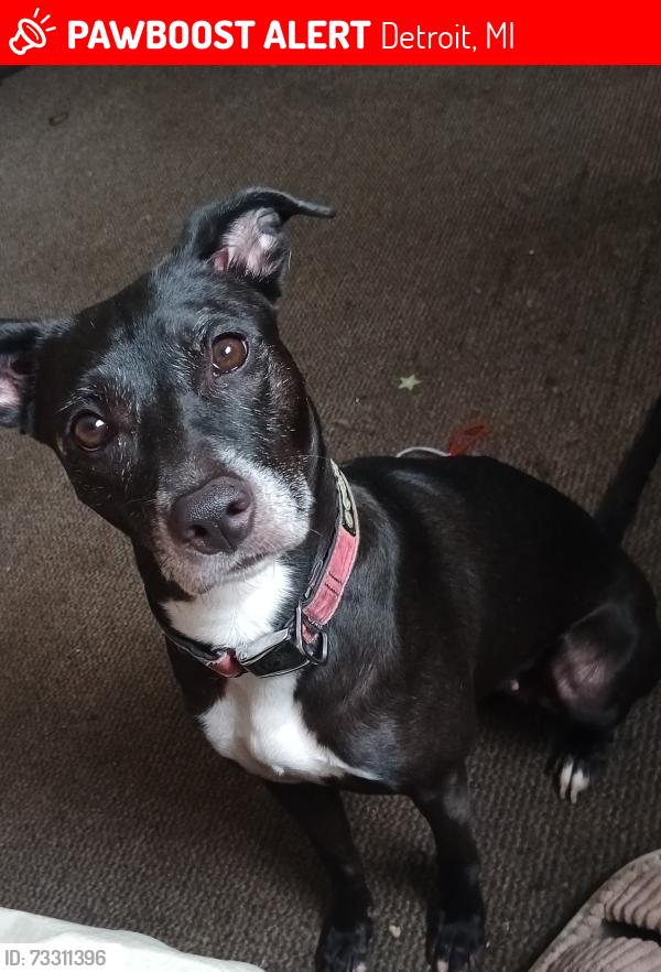 Lost Female Dog last seen Merlin and lanrak, Detroit, MI 48224