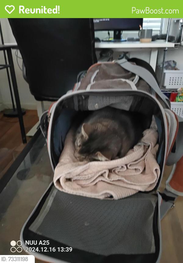 Reunited Female Cat last seen Near Englewood Dr, Lemon Grove, CA 91945, USA, Lemon Grove, CA 91945